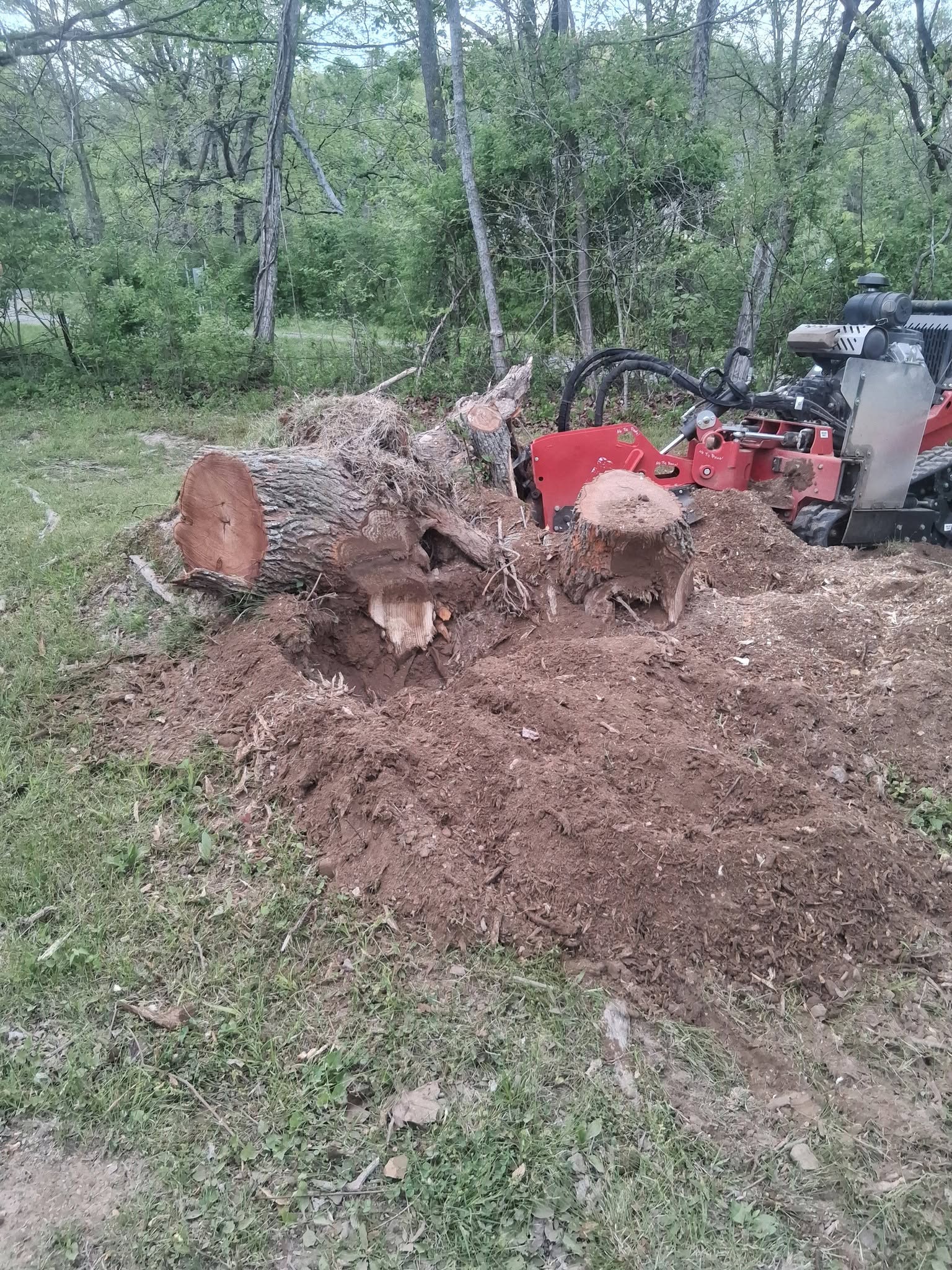 Tree stump before grinding