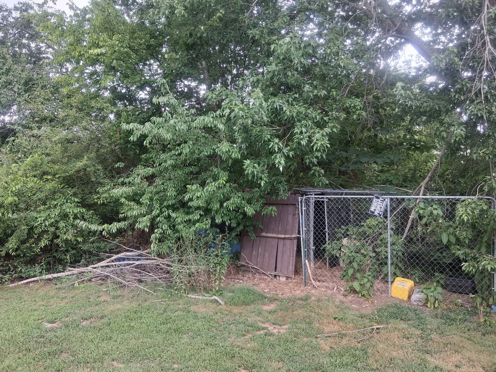 Large tree down before Triple Oak Services removal
