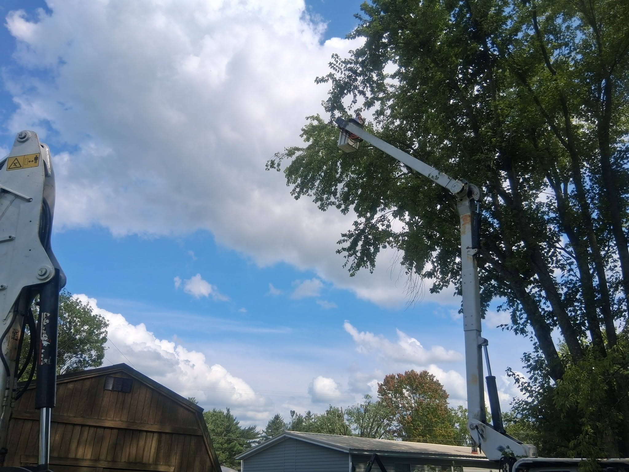 Tree Trimming & Pruning